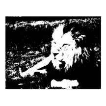 Lion in Black and White Post Cards