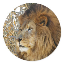 LION IN GRASS stickers by NORTHWOODSWILDLIFE LION IN GRASS stickers