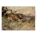 LION IN KENYA AFRICA cards by ANGELHELEN LION IN KENYA AFRICA cards
