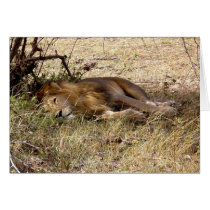 LION IN KENYA AFRICA cards by ANGELHELEN LION IN KENYA AFRICA cards