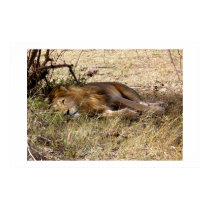 LION IN KENYA AFRICA posters by ANGELHELEN LION IN KENYA AFRICA posters