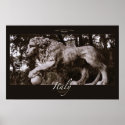 Lion in Park posters