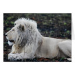 Lion in repose card