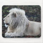 Lion in repose mousepads