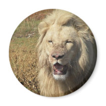 Lion in South Africa magnets