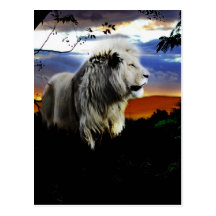 Lion in the jungle postcards