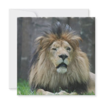 Lion Invitations
