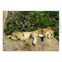Lion - King of the Jungle - Relaxing cards