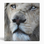 Lion listens to my heartbeat 3 ring binders