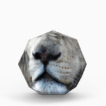 Lion listens to my heartbeat awards