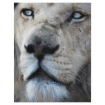Lion listens to my heartbeat flyers
