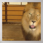 Lion Lives in Encenada Poster