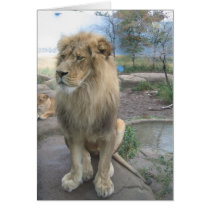 Lion Looks for Lunch cards by alexmarie Lion Looks for Lunch cards