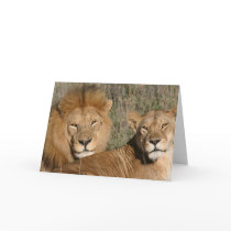Lion Love cards