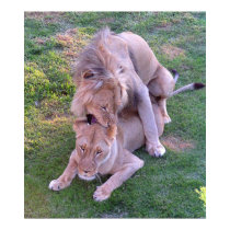 Lion Love posters by beverlytazangel Lion Love posters