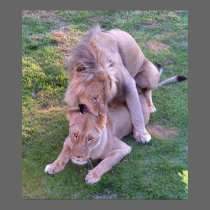 Lion Love posters