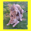 Lion Love posters