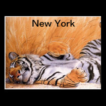 Lion Lovers Postcard postcards