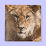 Lion Magnet magnets