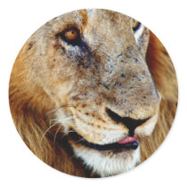 Lion (male) stickers - wild animal safari sticker by Rowood Lion (male) stickers - wild animal safari sticker