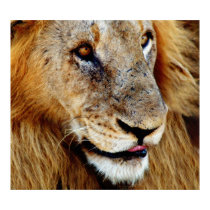 Lion (male) - wild animal photography by Rowood posters by Rowood Lion (male) - wild animal photography by Rowood posters
