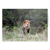 lion maned cards