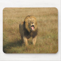 Lion mousepads