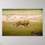 Lion of Namibia posters