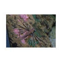 Lion of the Sea posters by timndeb Lion of the Sea posters