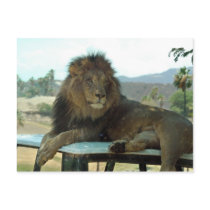 Lion on Car Postcard