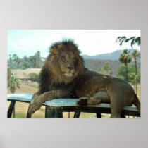 Lion on Car Poster