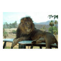 Lion on Car Poster posters by thehatch Lion on Car Poster posters