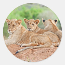 Lion panthera leo Kruger Africa Sticker