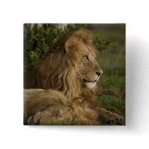 Lion, Panthera leo, Lower Mara, Masai Mara GR,