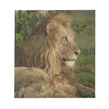 Lion, Panthera leo, Lower Mara, Masai Mara GR, Scratch Pad