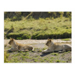 lion (Panthera leo),two young lioness, Masai Post Card