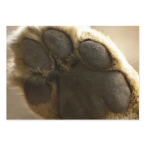 Lion Paw - ACEO 5 Business Card