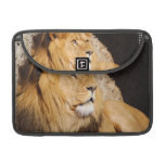 Lion Photo 13" MacBook Sleeve MacBook Pro Sleeve