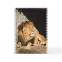Lion Photo Greeting Card