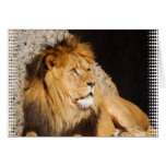 Lion Photo Greeting Card