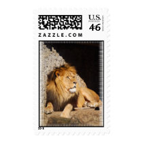 Lion Photo Postage Stamp
