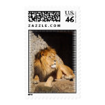 Lion Photo Postage Stamp