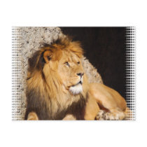 Lion Photo Postcard