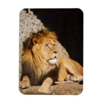 Lion Photo Premium Magnet