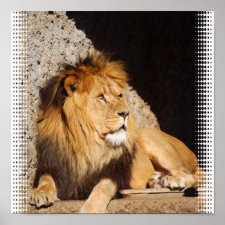 Lion Photo Print print