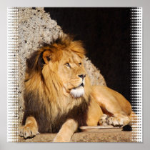 Lion Photo Print