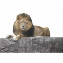 Lion Photo Sculpture photo sculptures