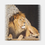 Lion Photo Square Magnet