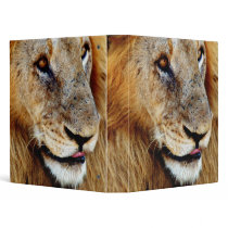 Lion photograph; safari; binders & albums