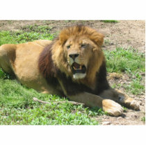 Lion photo sculptures by amwesley Lion photo sculptures